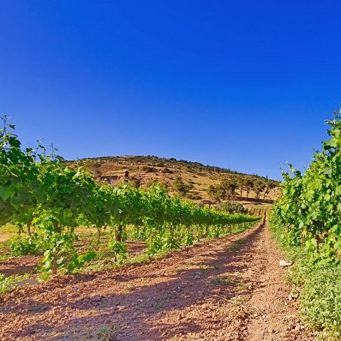 Israel (Red Wine) - Christopher Piper Wines Ltd