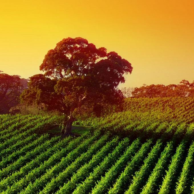 New South Wales - Australia (White Wine) - Christopher Piper Wines Ltd